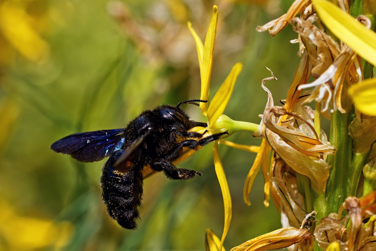 Große Holzbiene (Xylocopa violacea)