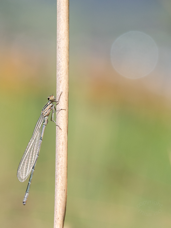 Pastell mit Metallic