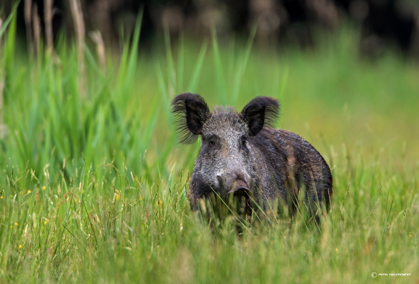 Wildschwein