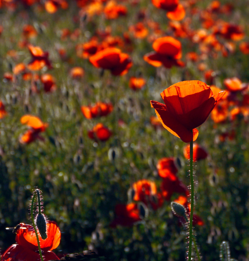 Noch einmal Mohn