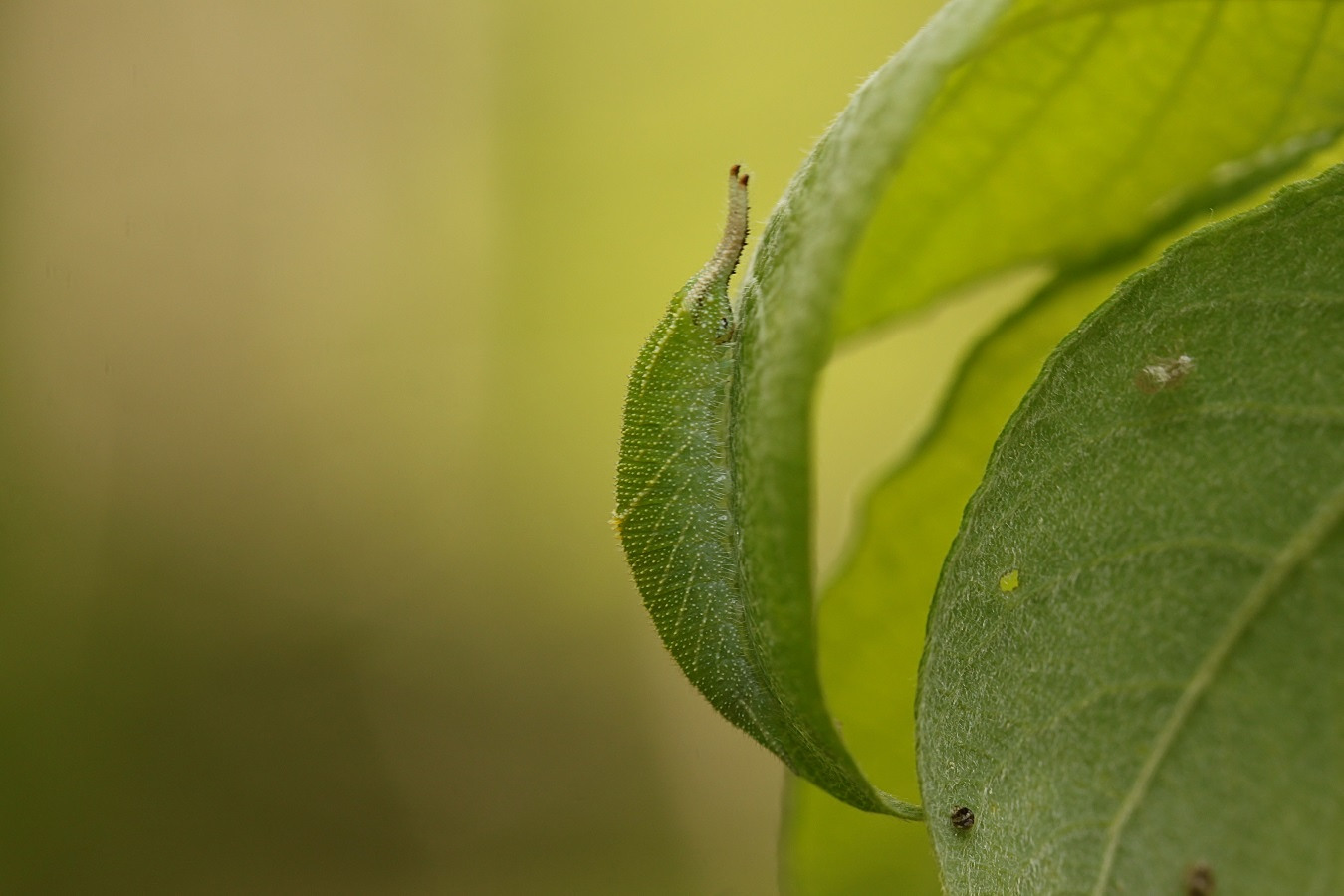 Schillerfalterraupe