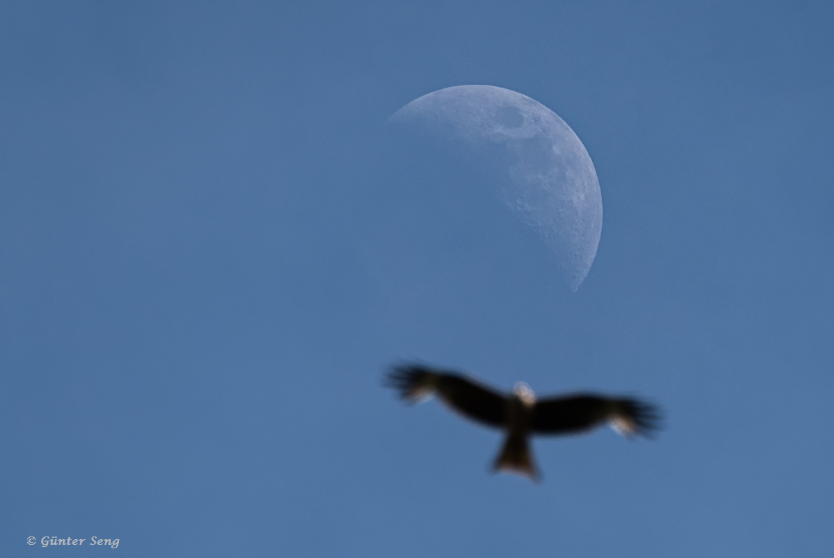 Fly me to the moon