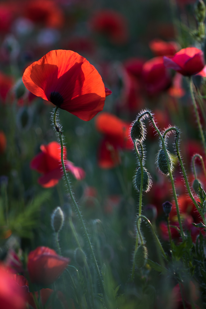 Mohn