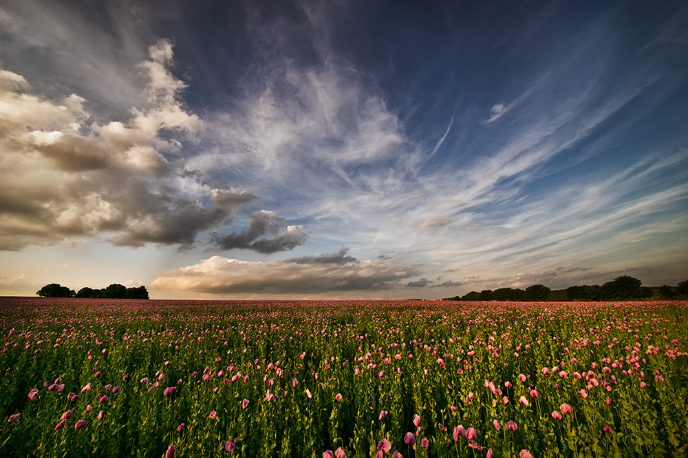 Schlafmohn am Abend