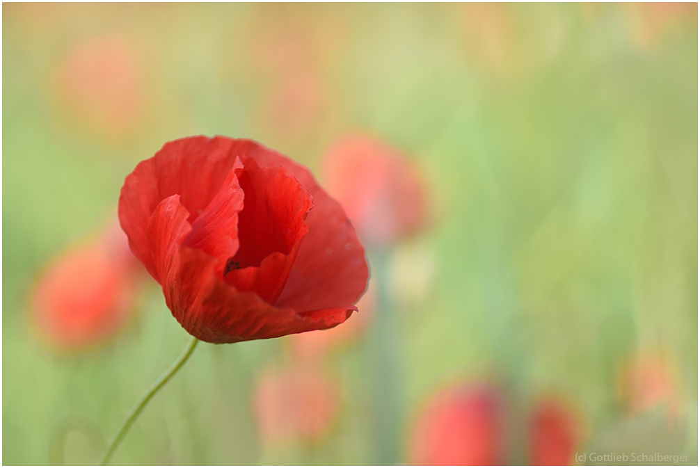 Mohn im Wind