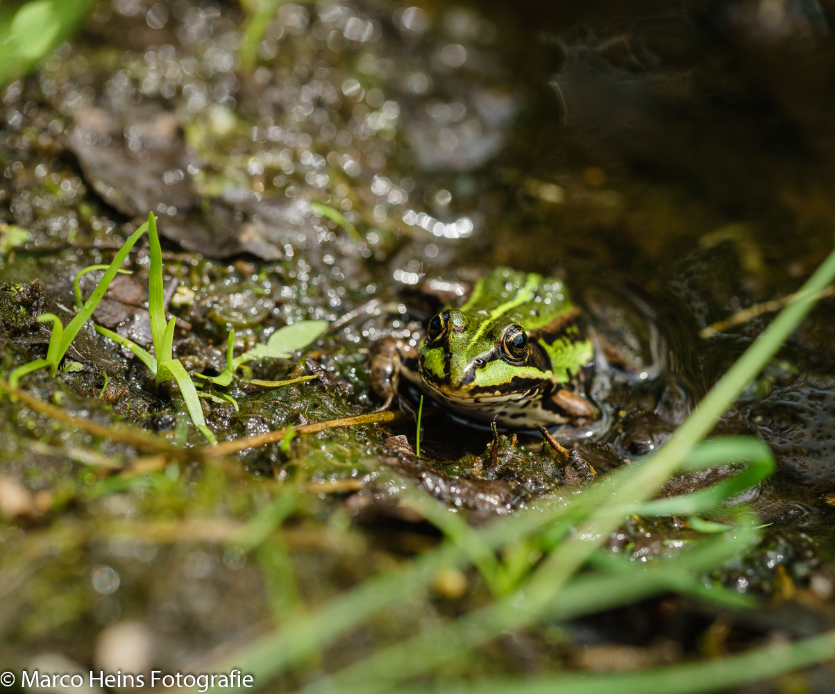 Ein Frosch in der Sonne