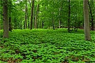 Frühsommerliche Frische im grünen Walde ...