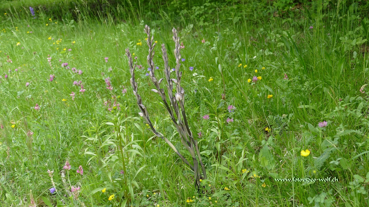 Bergwiese mit Orchideen