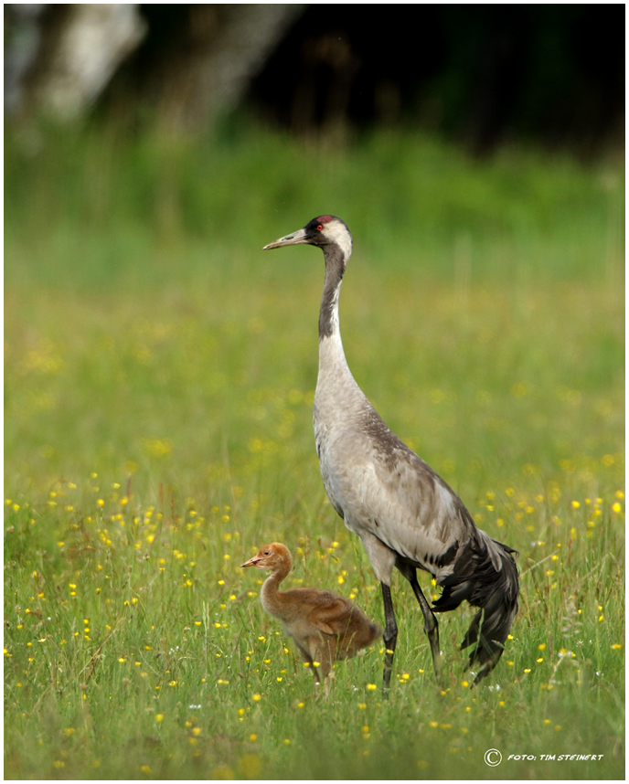 Kranich mit Küken (Forum für Naturfotografen)