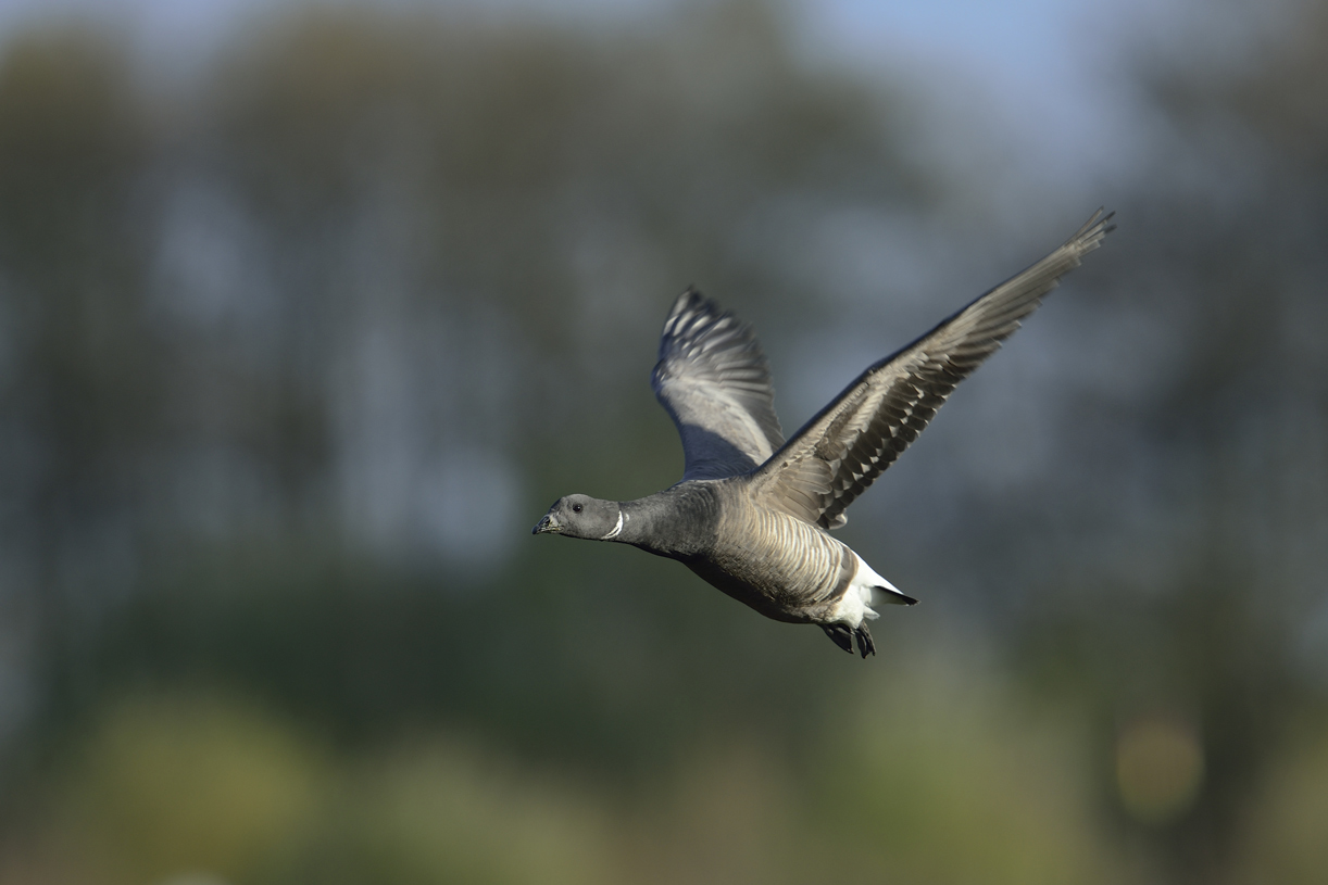 Ringelgans (branta bernicla)