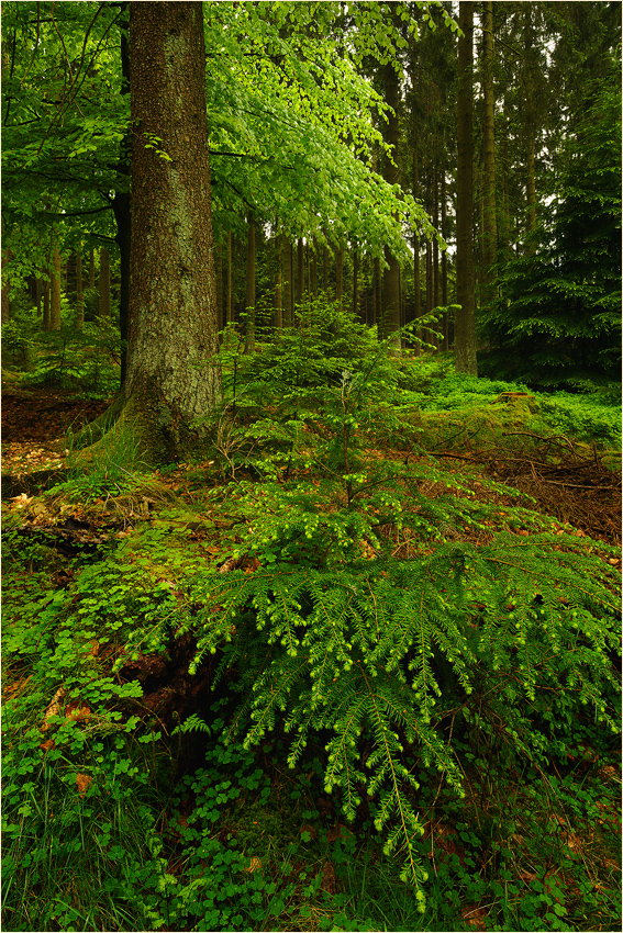 Hemlockstanne