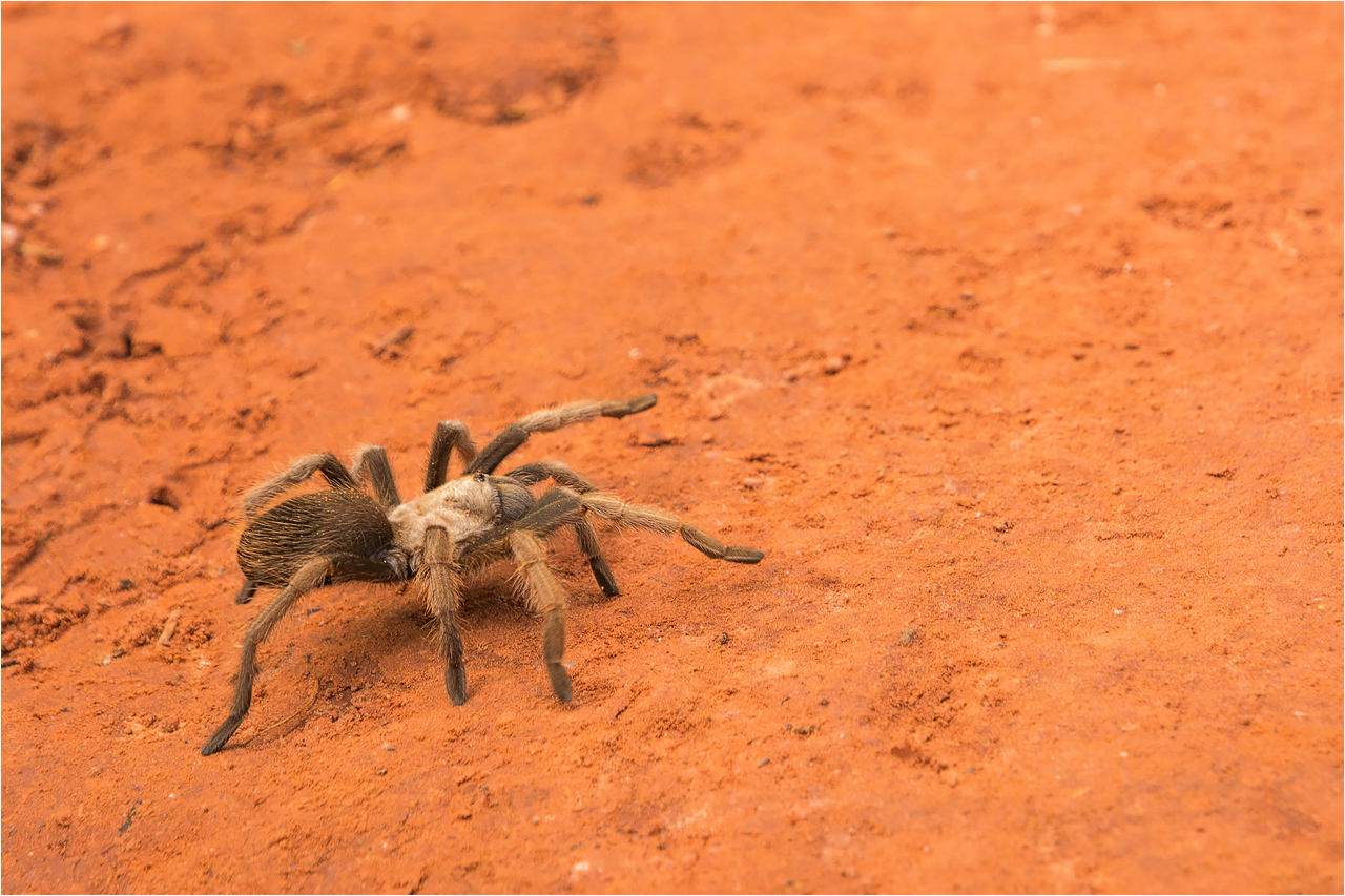 °°° Spider °°°