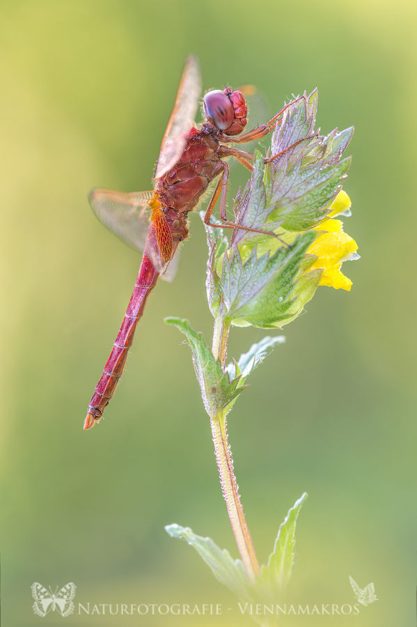 Feuerlibelle