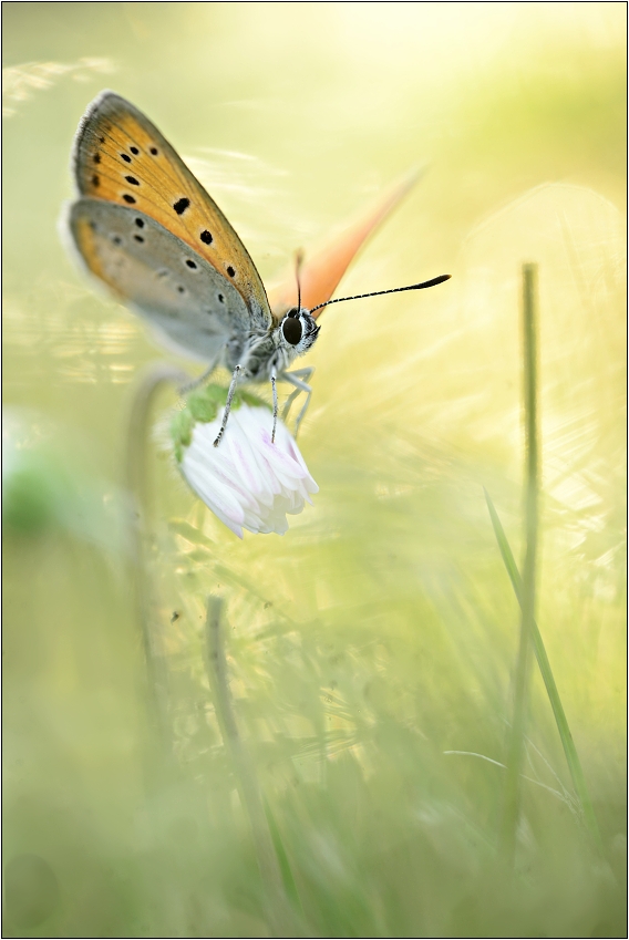 Lycaena dispa