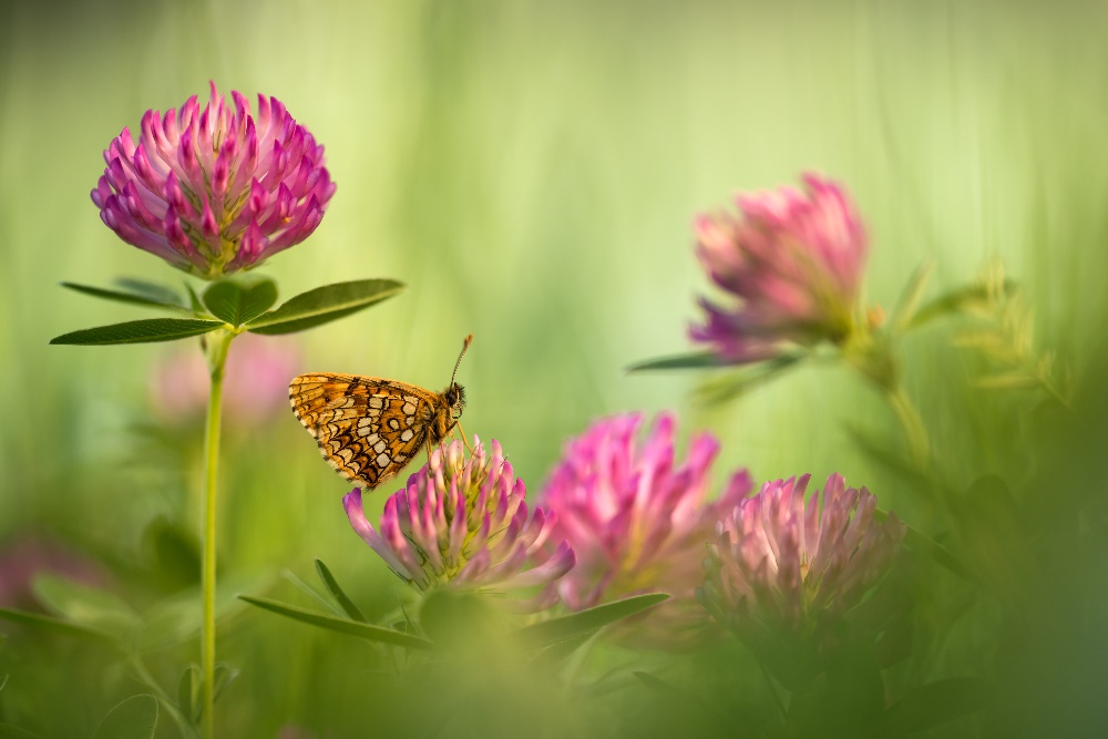 Baldrian-Scheckenfalter (Melitaea diamina)