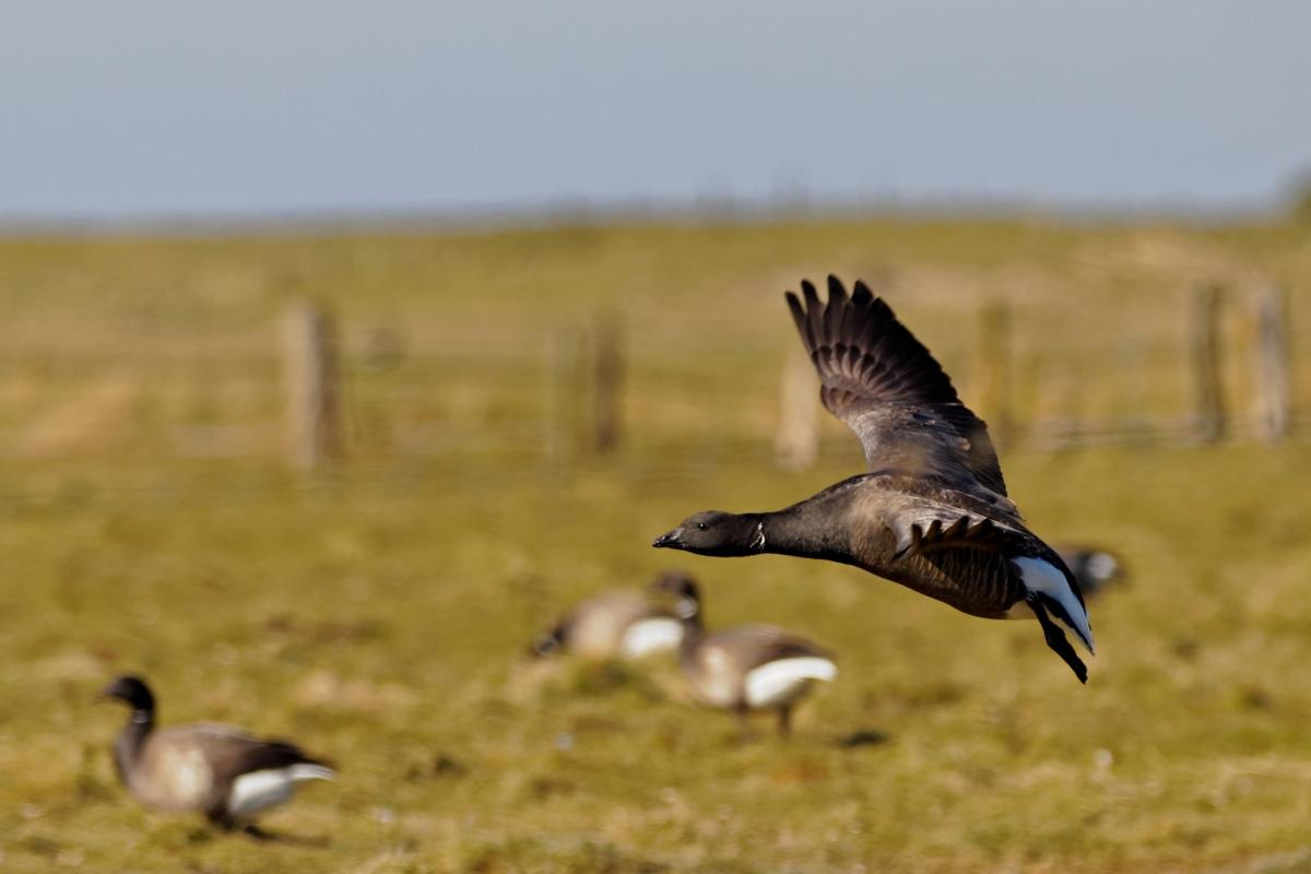 Ringelgans (Branta bernicla)