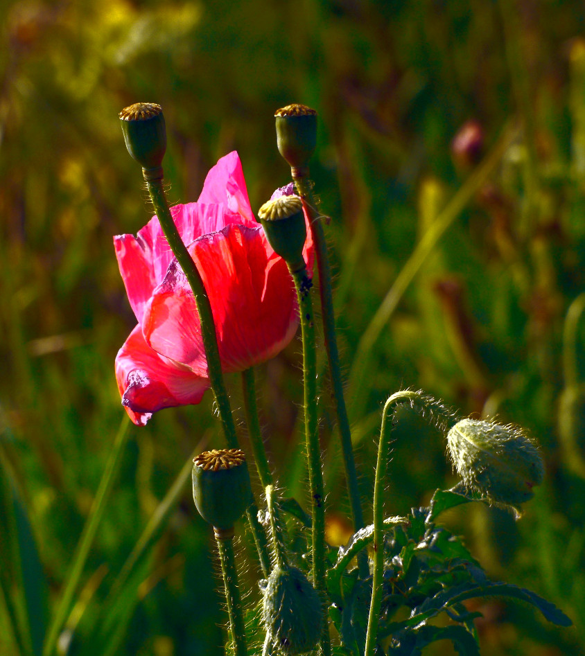 Rosa Mohn...