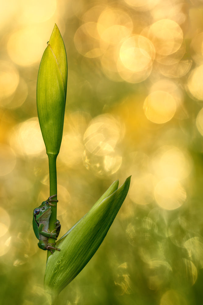 Europäischer Laubfrosch