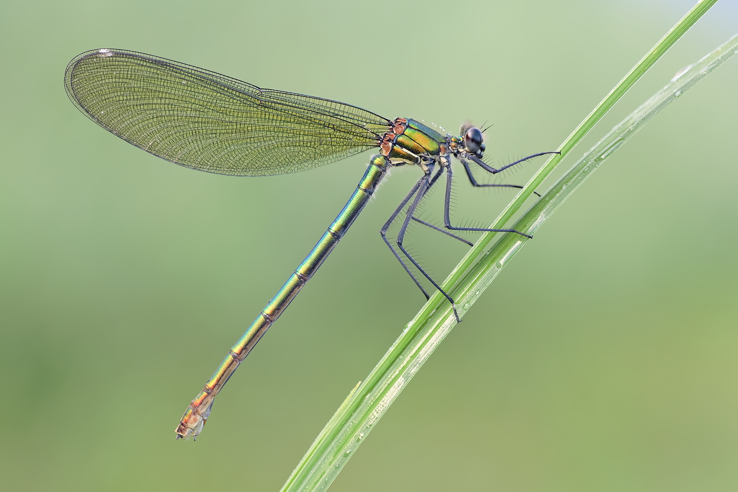 Calopteryx splendens – Gebänderte Prachtlibelle - Weibchen