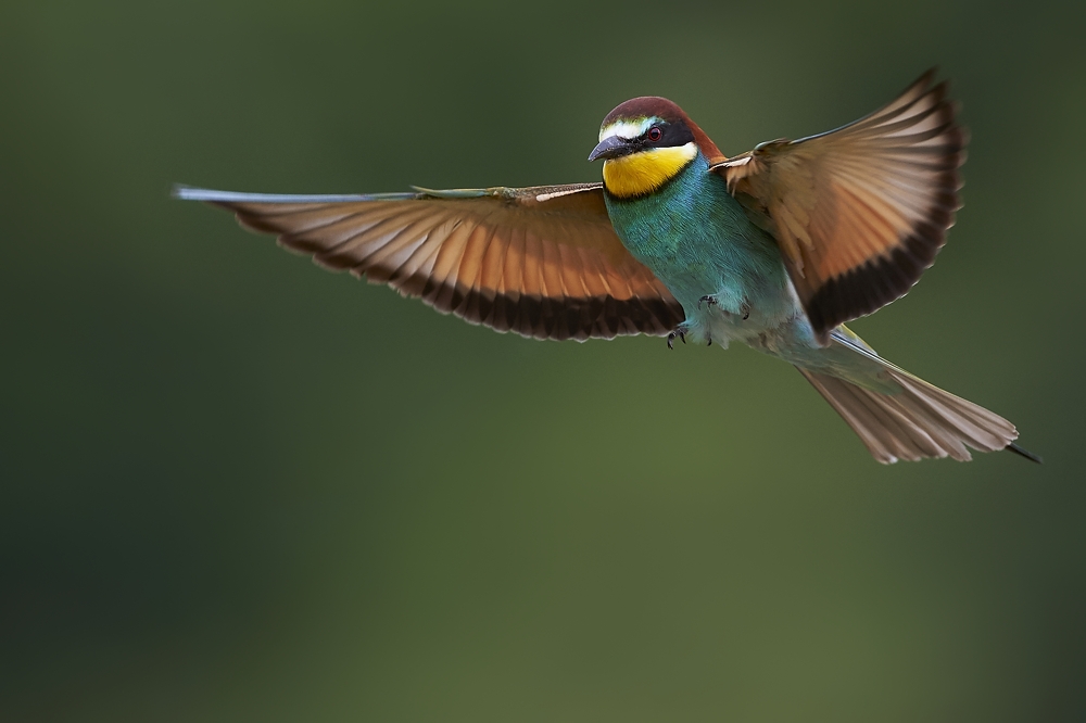 Anflug