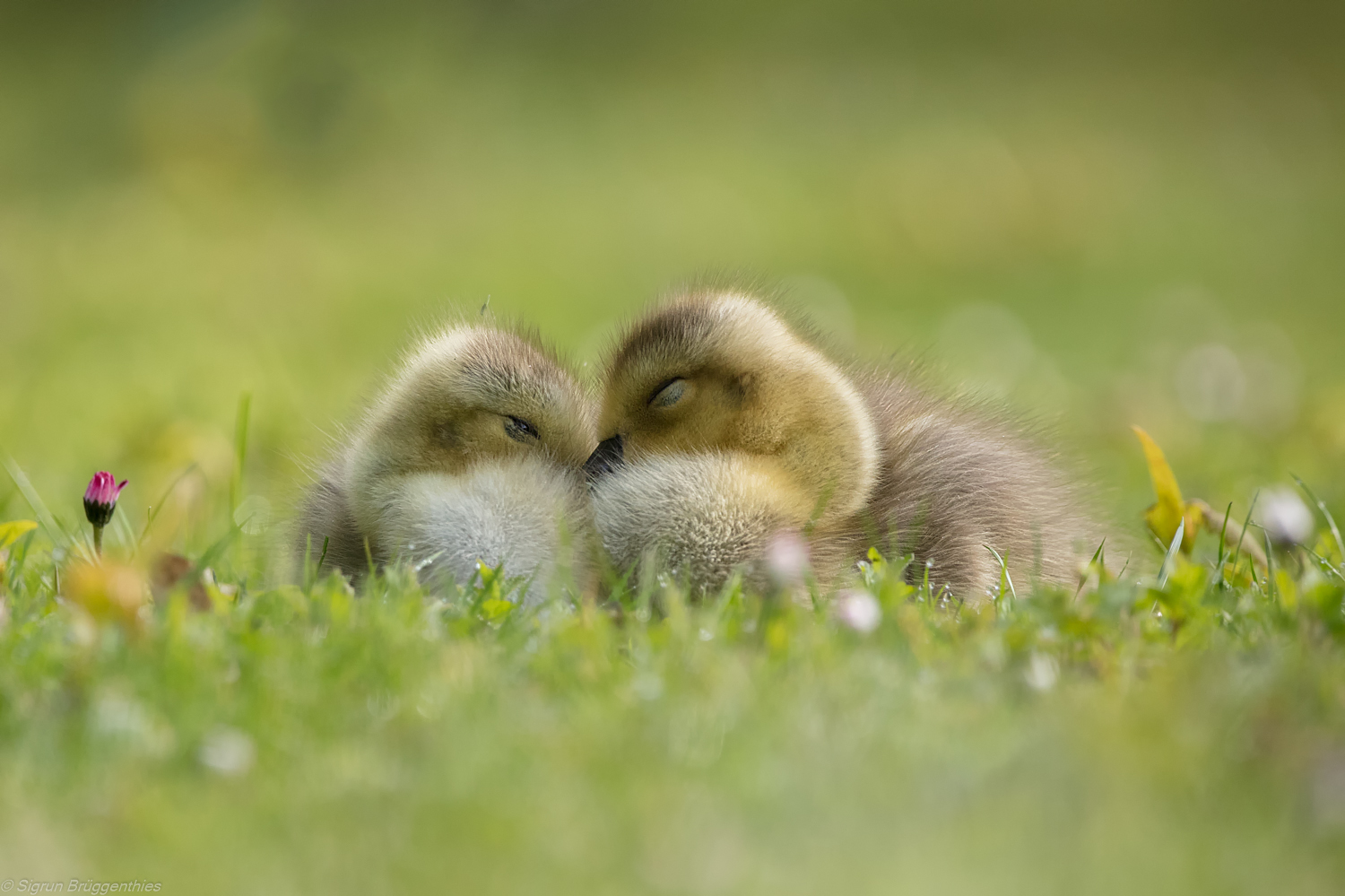 Ein Herz und eine Seele...