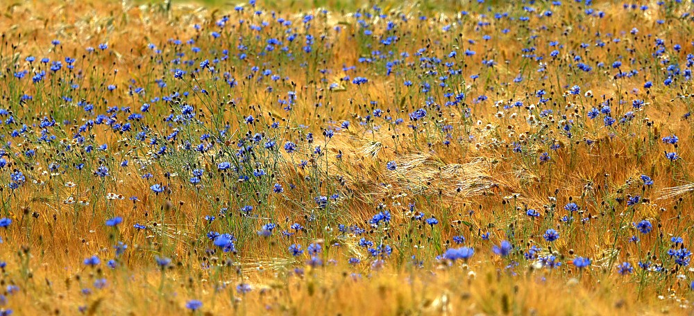 Kornblumen im Gerstenfeld