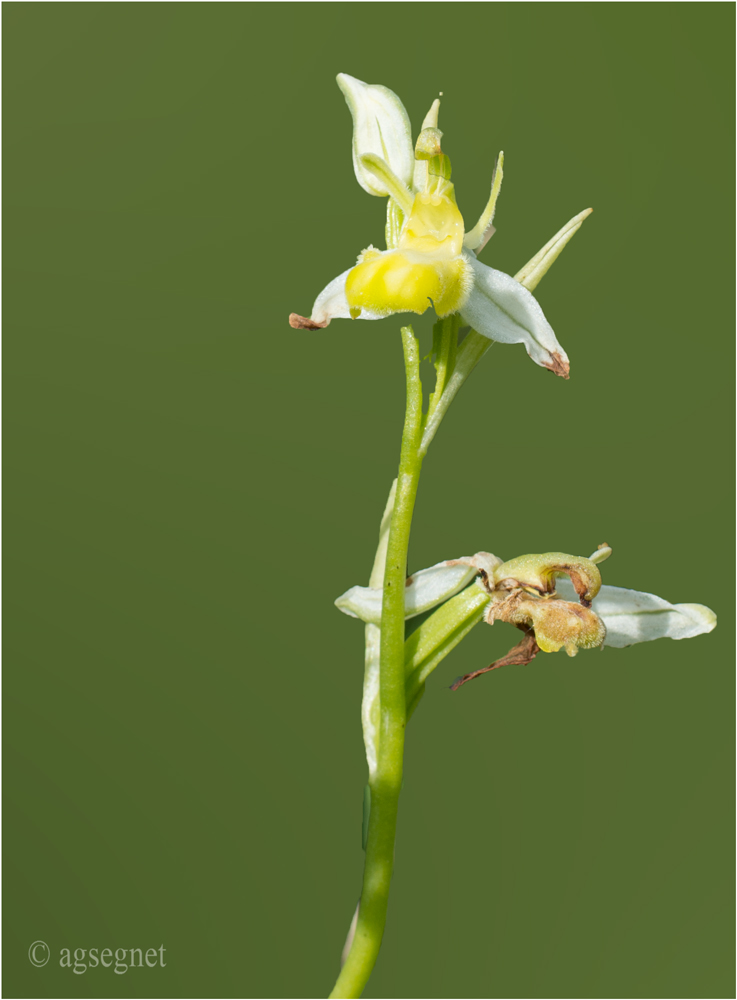 Orchidee