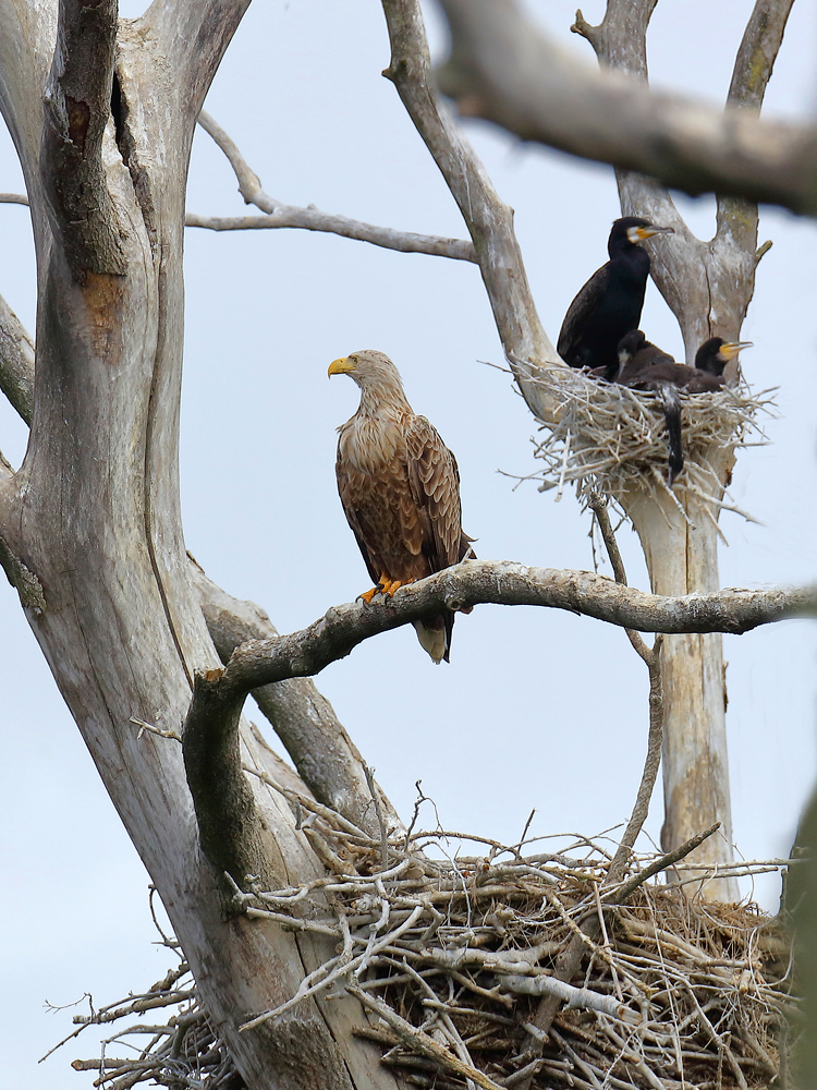 Der Seeadler ist in der Kormorankolonie ...