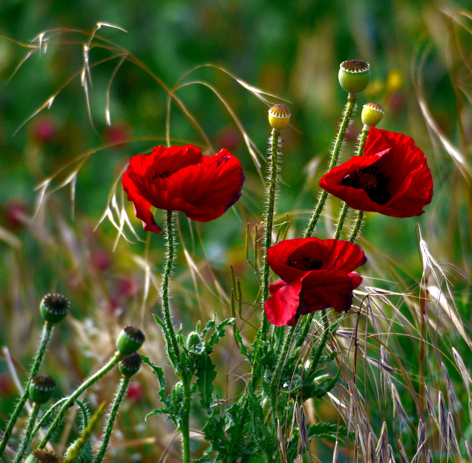 Das letzte Mal für 2017 Mohn - versprochen