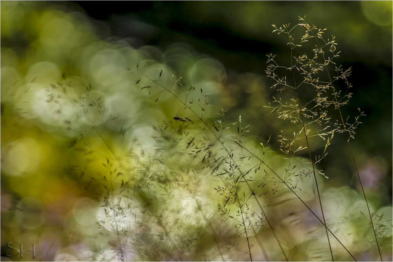 Gräser im Licht der Natur