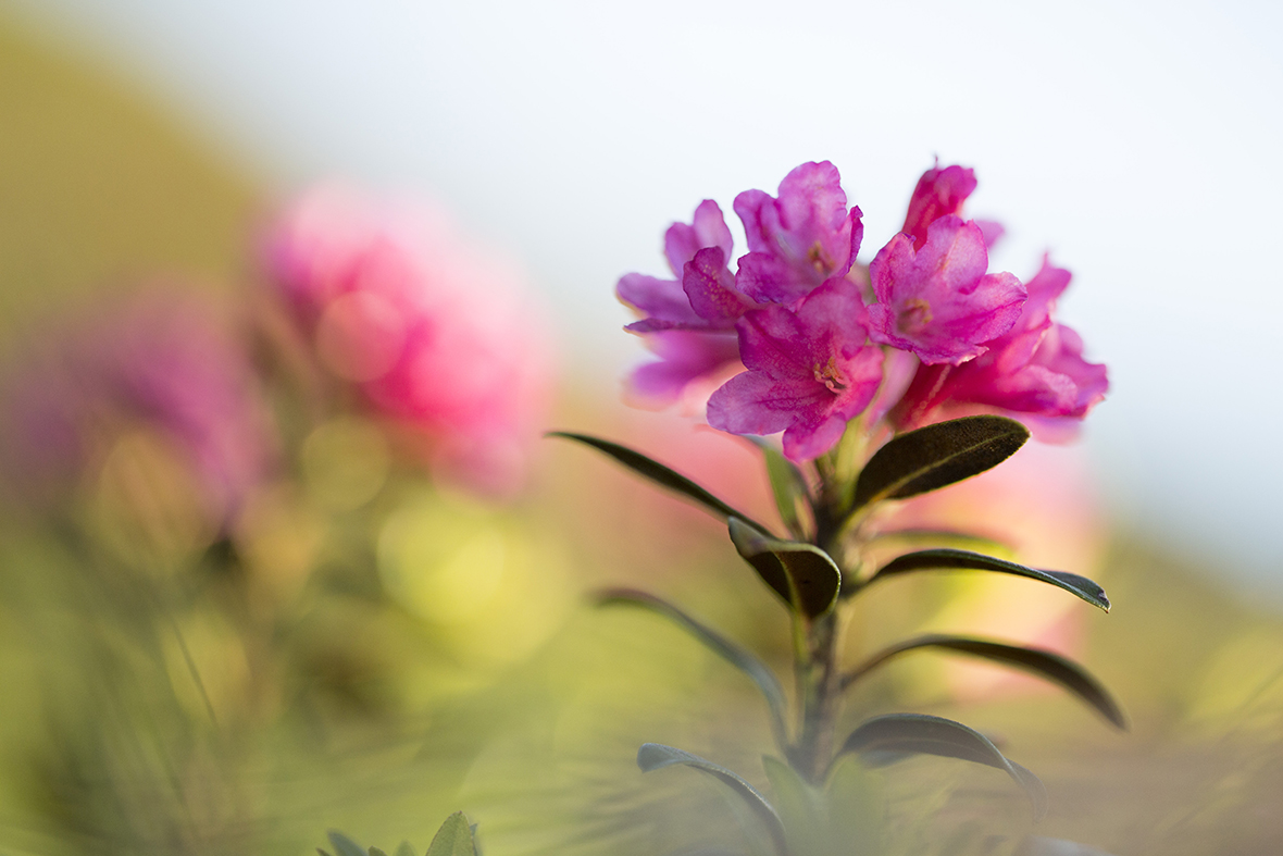 Alpenrosen (Forum für Naturfotografen)