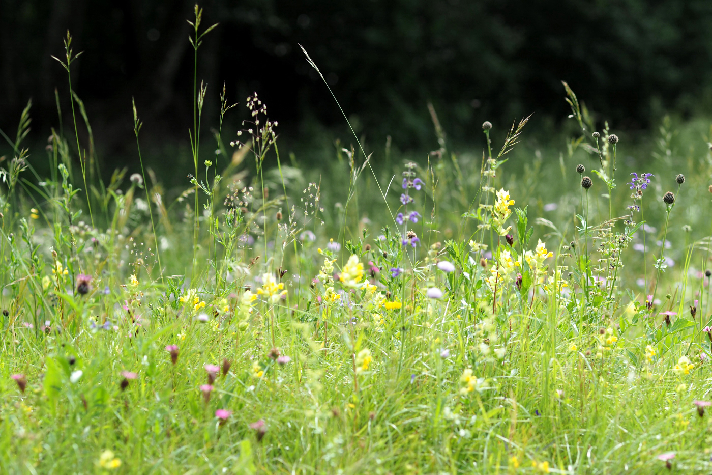 Bunte Wiese