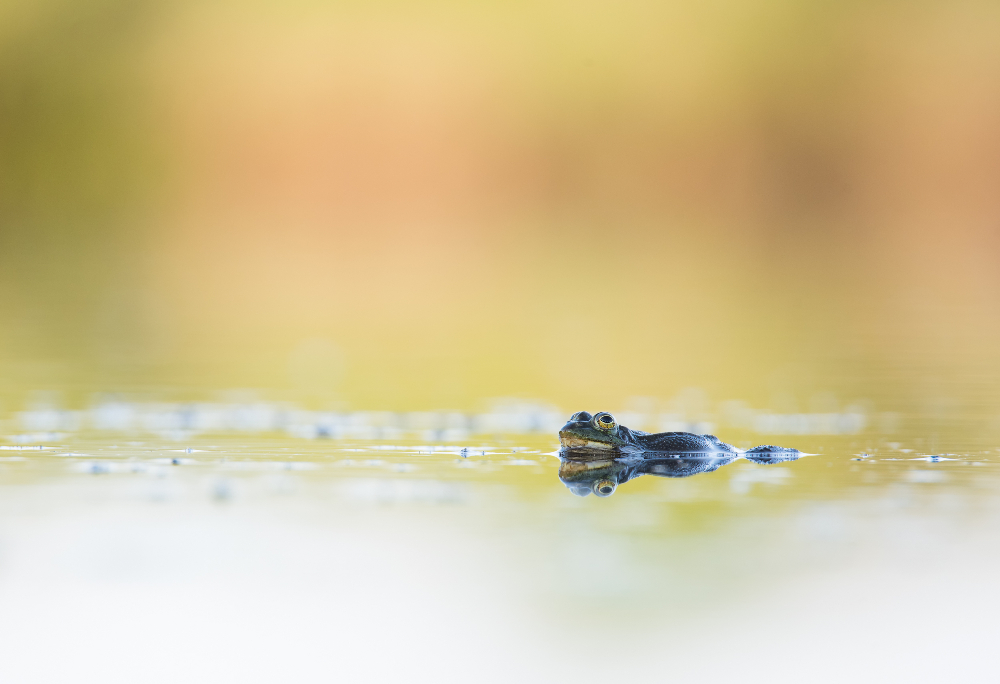 ---Teichfrosch---