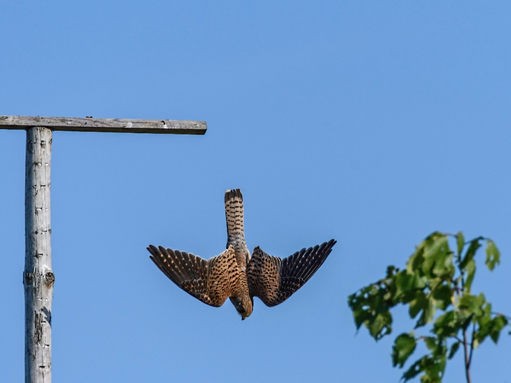 Falke schnappt sich sein Abendessen