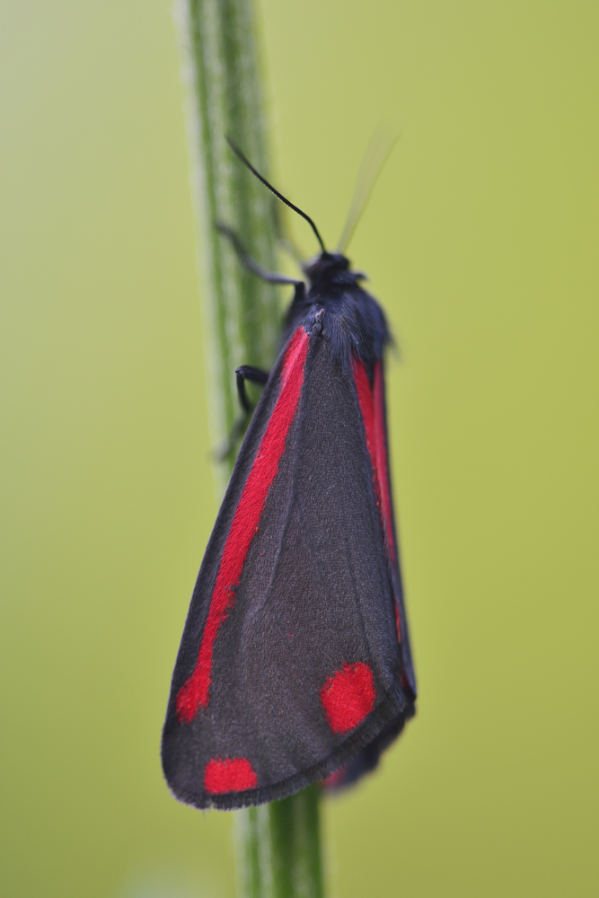 Jakobskrautbär (Tyria jacobaeae)