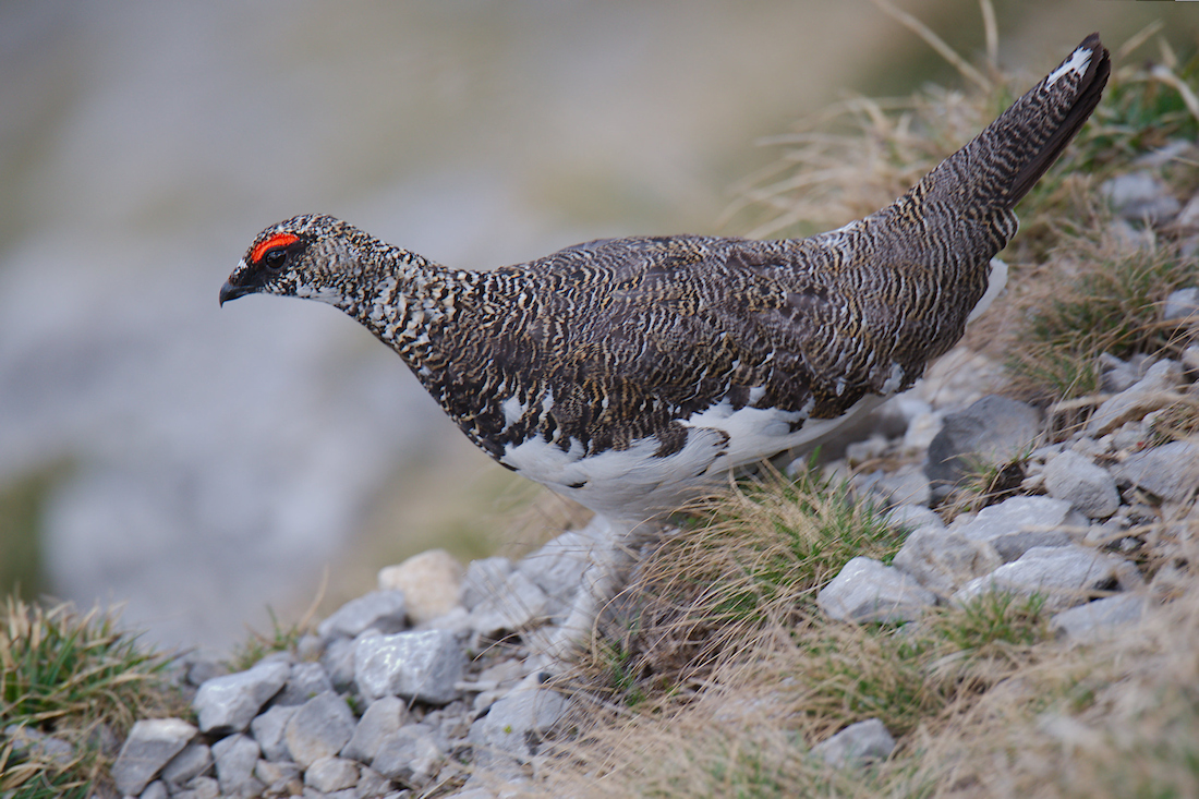 Alpenschneehuhn