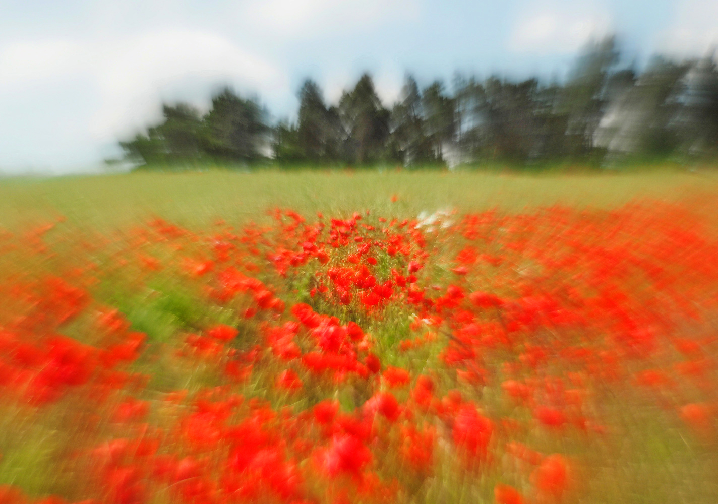 Eifellandschaft mit Mohn......