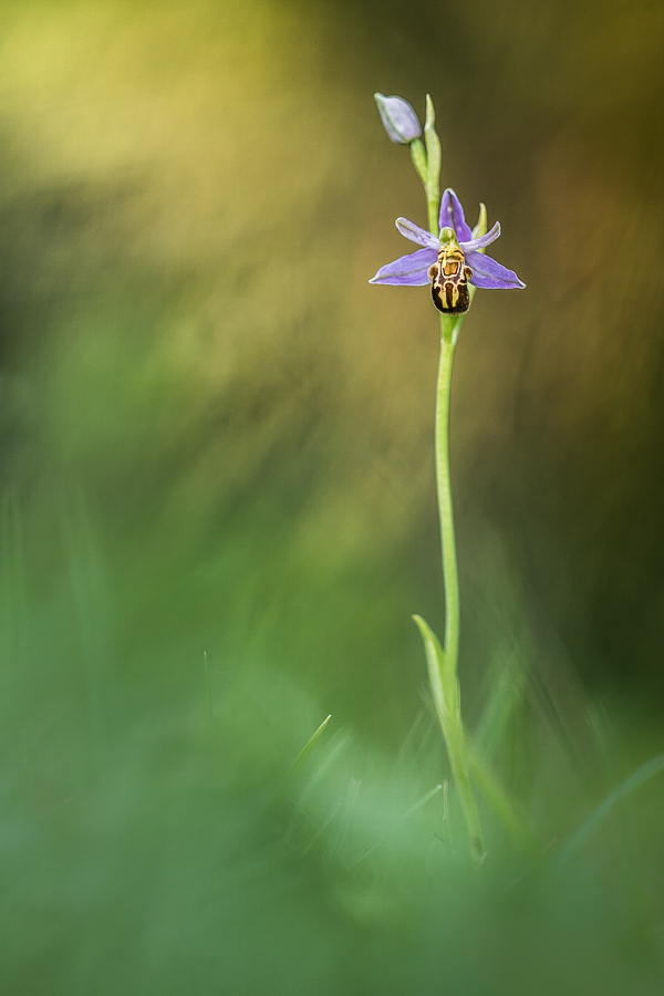 Eine Bienenragwurz