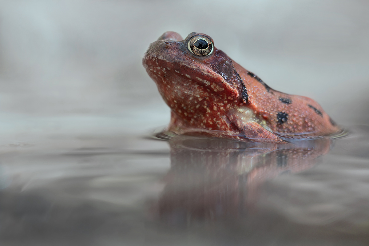 Eine  Grasfroschdame für Gunnar