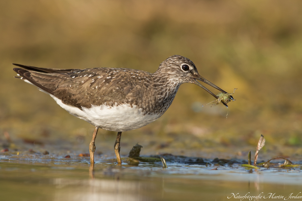 Waldwasserläufer mit Beute