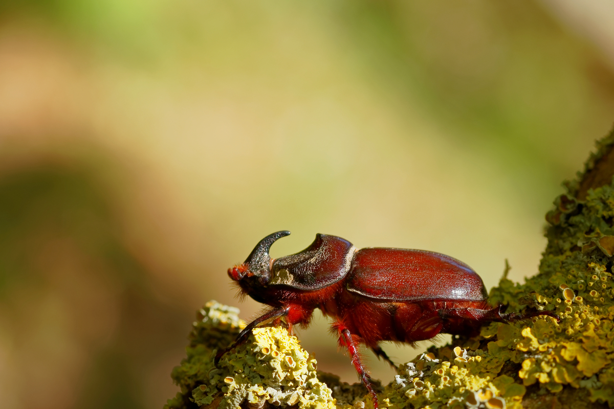 Nashornkäfer (Oryctes nasicornis)