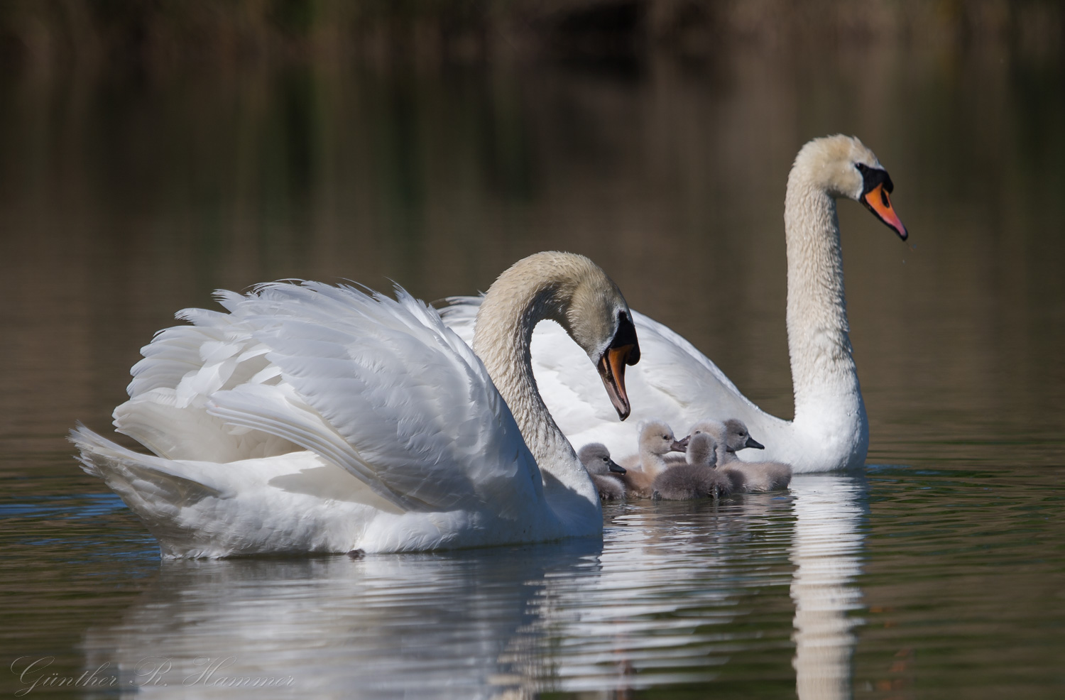 Schwanenfamilie am Schwanensee