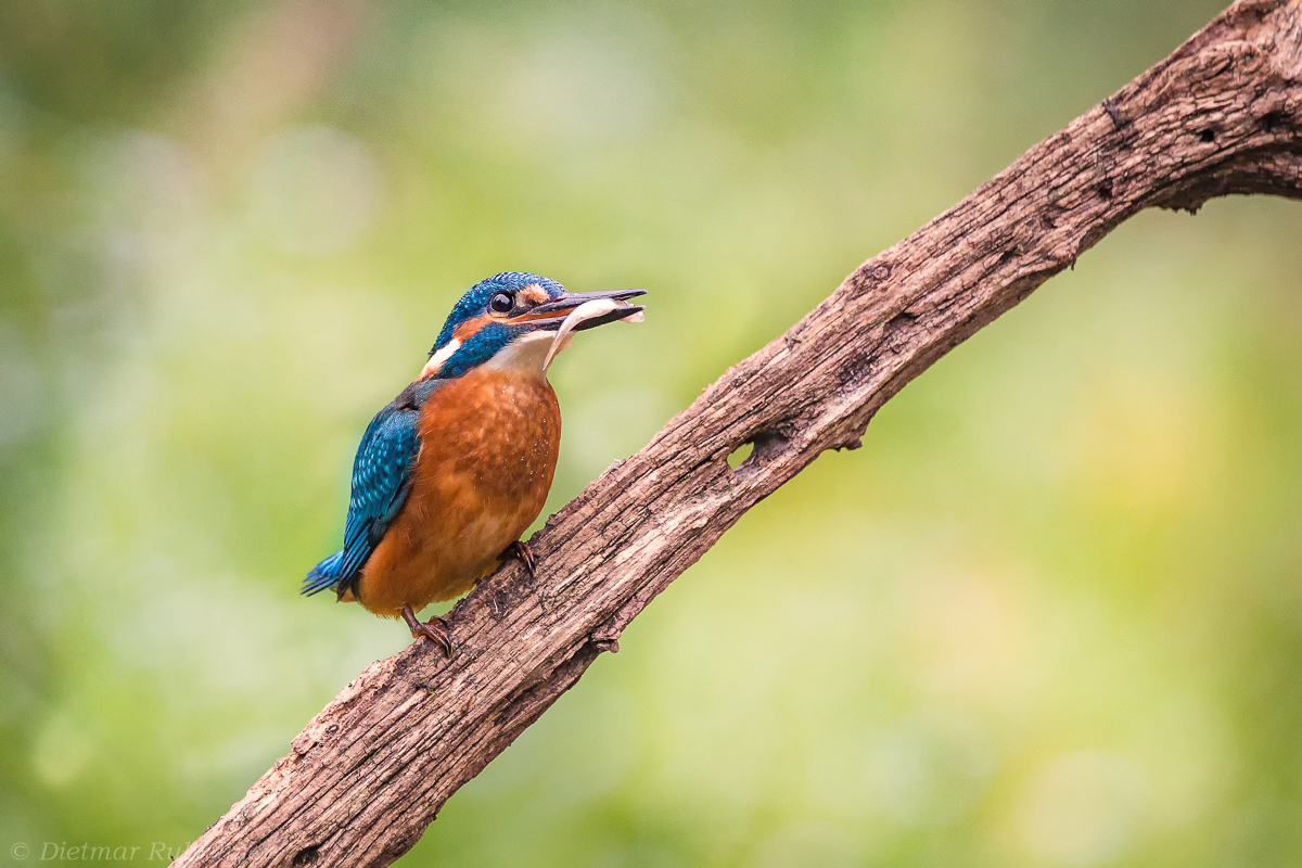 Eisvogel