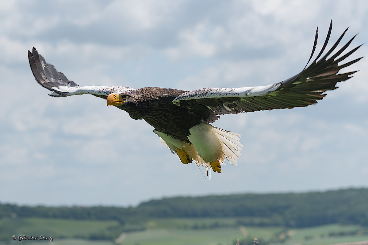 Riesenseeadler