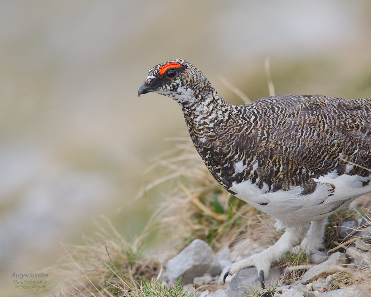Alpenschneehuhn