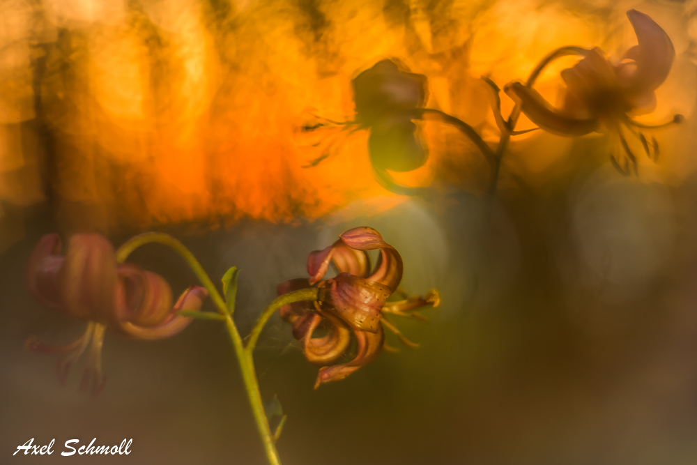 Lilium martagon