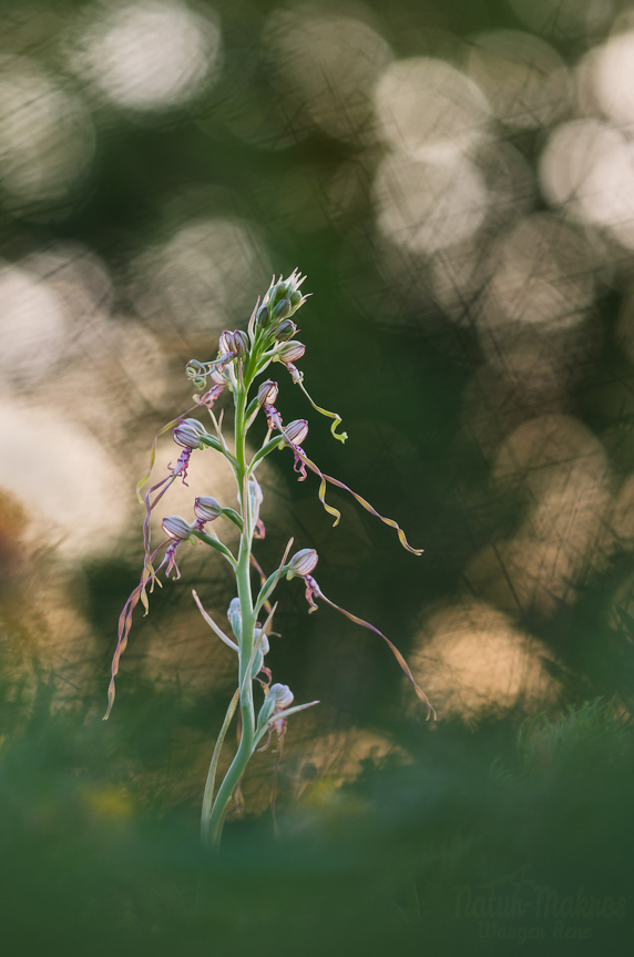Himantoglossum adriaticum