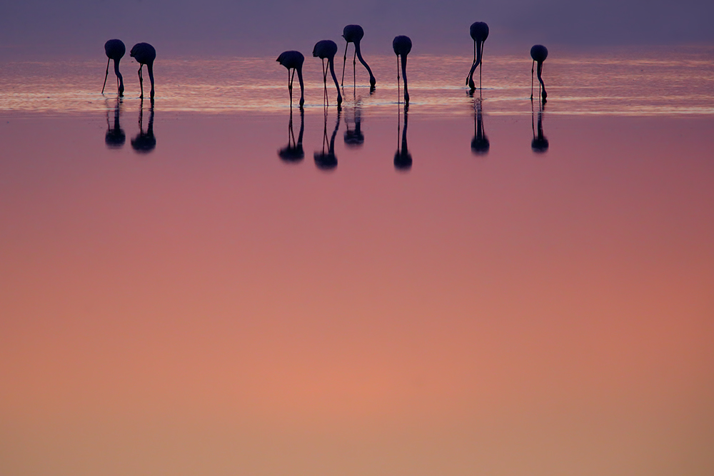 Flamingonoten