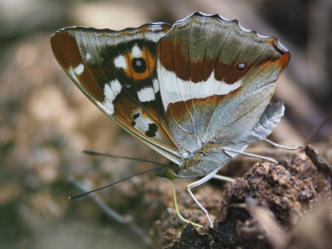 Großer Schillerfalter (Apatura iris)