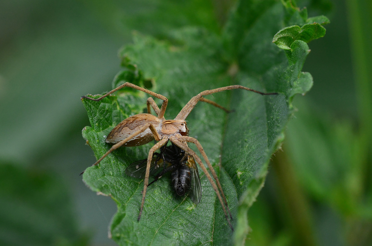 Spinne mit Beute - Doku